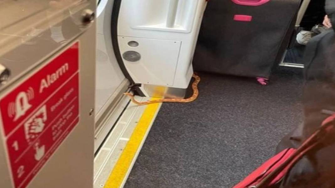 Hızlı trende yılan dehşeti! Yılanı görenler trende kaçacak yer aradı ama... 3